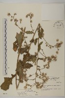 裂葉艾納香藏品圖，第1張