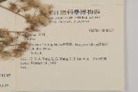 裂葉艾納香藏品圖，第2張