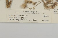 裂葉艾納香藏品圖，第3張