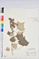 台灣白匏子藏品圖，第1張