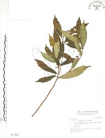 天仙果、臺灣榕藏品圖，第1張