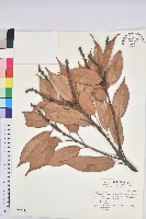 短尾柯、油葉杜、嶺南柯藏品圖，第1張