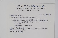 針刺草藏品圖，第2張