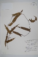 蜂窩馬兜鈴藏品圖，第1張