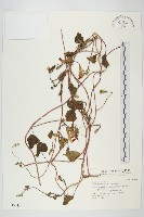 圓葉牽牛藏品圖，第1張