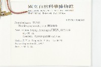 圓葉牽牛藏品圖，第2張