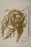 黃花蒿藏品圖，第1張