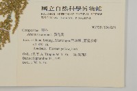 黃花蒿藏品圖，第2張