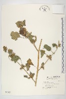 蒼耳藏品圖，第1張