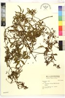 登錄號:S046362藏品圖，第1張