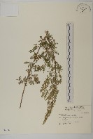 大耔蒿藏品圖，第1張