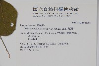 紅葉藏品圖，第2張