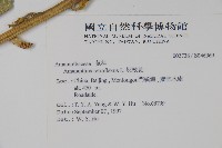 反枝莧藏品圖，第2張