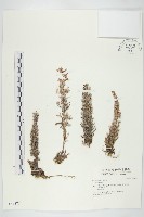 登錄號:S046370藏品圖，第1張