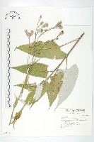 銀背風毛菊藏品圖，第1張