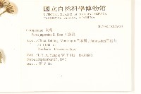 毛蓮菜藏品圖，第2張