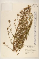 翼柄山萵苣藏品圖，第1張