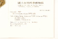 翼柄山萵苣藏品圖，第2張