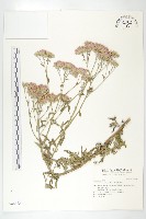 紫苞鳳毛菊藏品圖，第1張