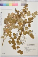 東亞唐松草藏品圖，第1張