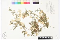 芹葉鐵線蓮藏品圖，第1張