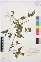 短尾鐵線蓮藏品圖，第1張