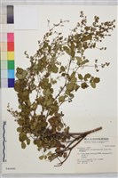 東亞唐松草藏品圖，第1張