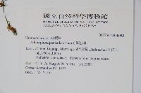 紫沙參藏品圖，第2張