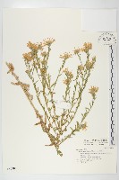 狗娃花藏品圖，第1張