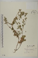 小紅菊藏品圖，第1張