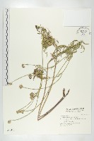 華北藍盆花藏品圖，第1張