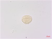 北柴胡藏品圖，第2張