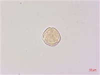 北柴胡藏品圖，第3張