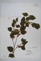 白樺、粉樺、臭樺藏品圖，第1張