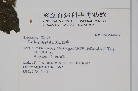 白樺、粉樺、臭樺藏品圖，第2張