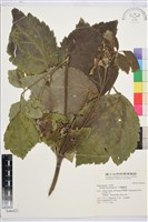 大葉鐵線蓮藏品圖，第1張