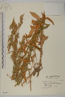 女婁菜藏品圖，第1張