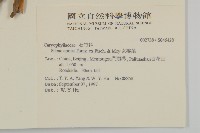 女婁菜藏品圖，第2張