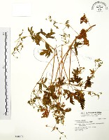 老鸛草藏品圖，第1張