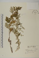 歧莖萵藏品圖，第1張