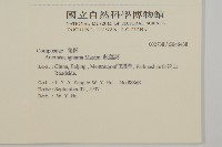 歧莖萵藏品圖，第2張