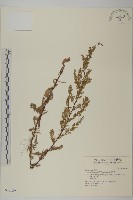 白蓮蒿藏品圖，第1張