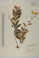 登錄號:S046451藏品圖，第1張