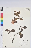 金毛杜鵑藏品圖，第1張