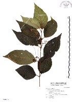 杜虹花，台灣紫珠藏品圖，第1張