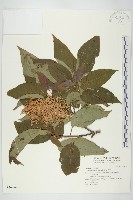 梜木藏品圖，第1張