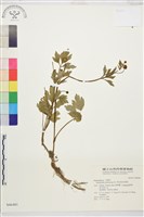 水辣菜、禺毛茛藏品圖，第1張