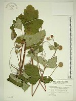 小白頭翁、野棉花藏品圖，第1張