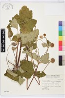 小白頭翁、野棉花藏品圖，第2張