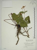 小白頭翁、野棉花藏品圖，第1張